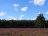 Zeist - heide