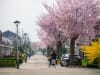 Molenzicht Culemborg in bloesem