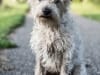 Hond Dodger, fotoshoot in Culemborg