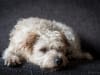 Hond Dodger, fotoshoot in Culemborg