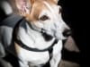 Hond Spoekie, fotoshoot in Duiven