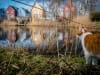 Poes Siepie in Eva Lanxmeer, Culemborg