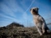 Hond Dodger, fotoshoot in uitrwaarden Culemborg