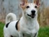 Hond Spoekie, fotoshoot in Duiven