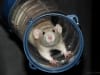 Rat, fotoshoot in Gouda