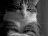 Poes Roxy, fotoshoot in Almere