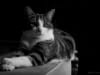 Poes Roxy, fotoshoot in Almere
