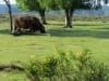 Hilversum - grote grazer